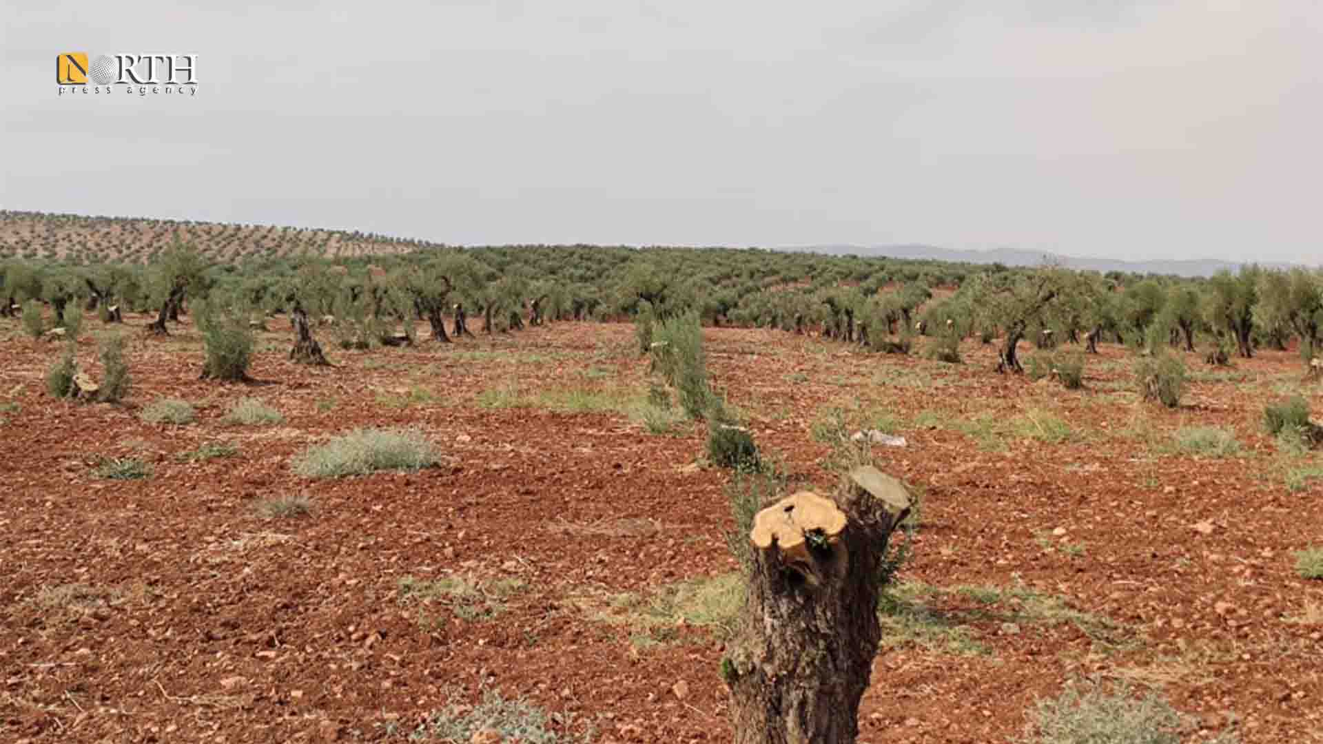 Afrin – Olive trees cut in Jenderes district in Afrin – North Press