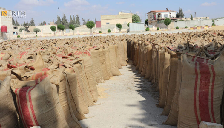 Bags of wheat in Aleppo northern countryside – North Press