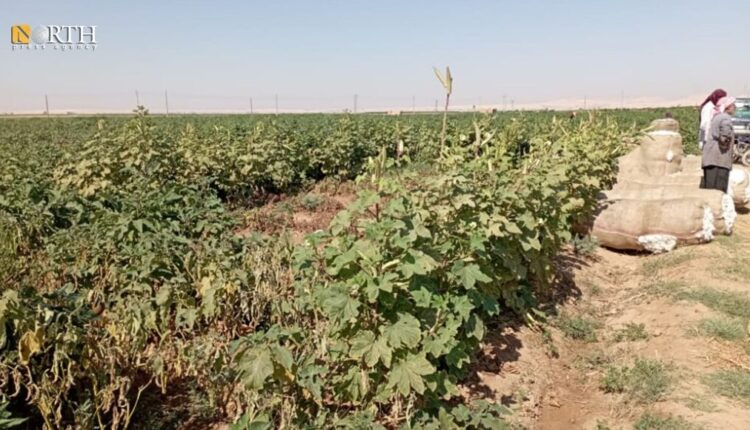 Cotton fields in south of Manbij – North Press