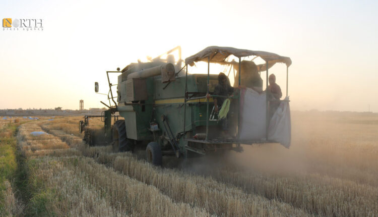 Harvesting irrigated wheat crop in the countryside of Hasakah – North Press