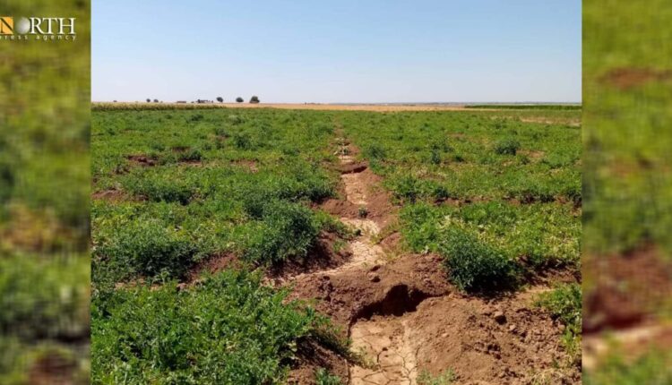 Agricultural land in Derbasiyah countryside near Syrian-Turkish border – North Press