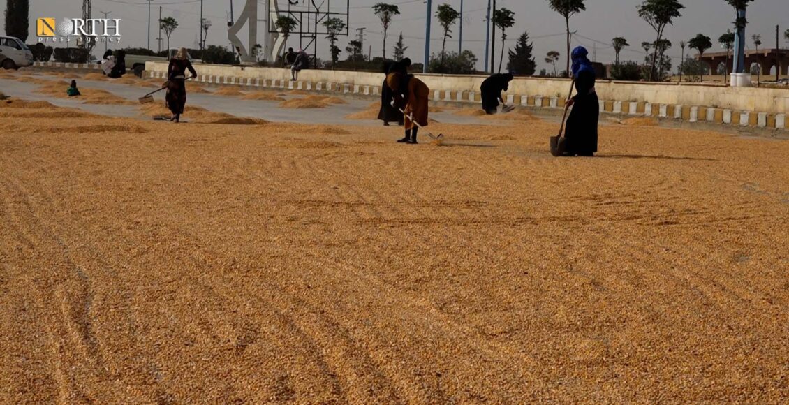 Corn Farmers In Syria’s Raqqa Dry Their Crops On Highways