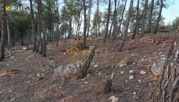 Forest trees unjustly cut in Sharran district in Afrin, northern Syria – North Press