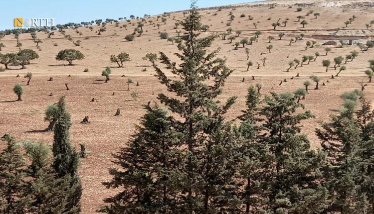 Trees cut by SNA factions in Afrin countryside, northwest Syria – North Press