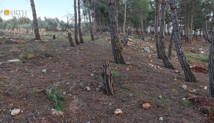 Forest trees unjustly cut by Turkish-backed SNA factions in Sharran district in Afrin, northwestern Syria – North Press