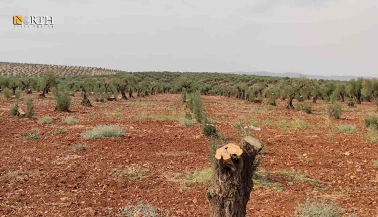 Olive trees chopped down in Jindires district, in Afrin region, north of Syria's Aleppo – North Press