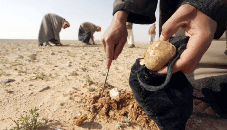 Truffles hunters in the Syrian Desert