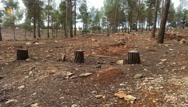 Trees cut down in a forest in the countryside of Afrin, northwest Syria – North Press