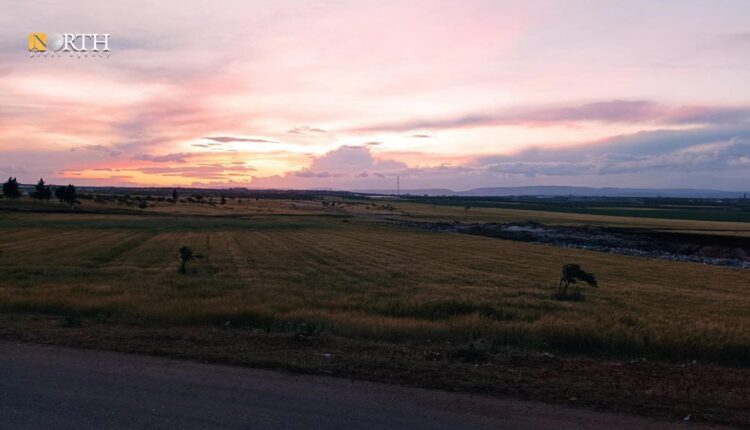Farmlands of HTS on the outskirts of Maarrat Misrin, north of Idlib – North Press