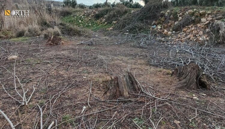 Newly cut trees near Maydanki dam in Afrin countryside, north Syria – North Press