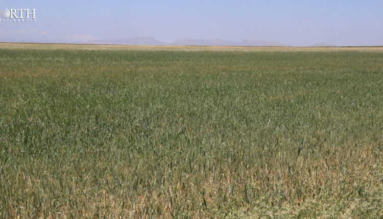 Agricultural land in the countryside of Qamishli city near the Syrian-Turkish border in northeast Syria – North Press