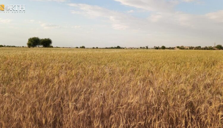Harvesting in the eastern countryside of Deir ez-Zor, east Syria – North Press