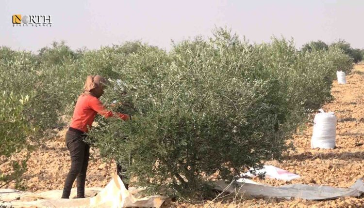 Olive grove – North Press