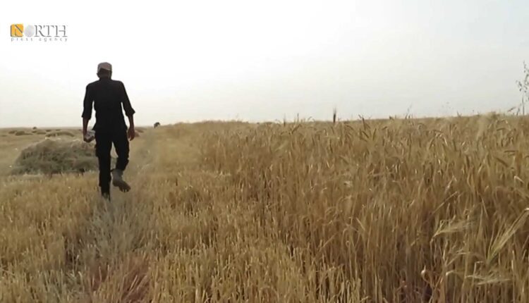 Farmland in Suluk countryside, north of Raqqa, northern Syria – North Press