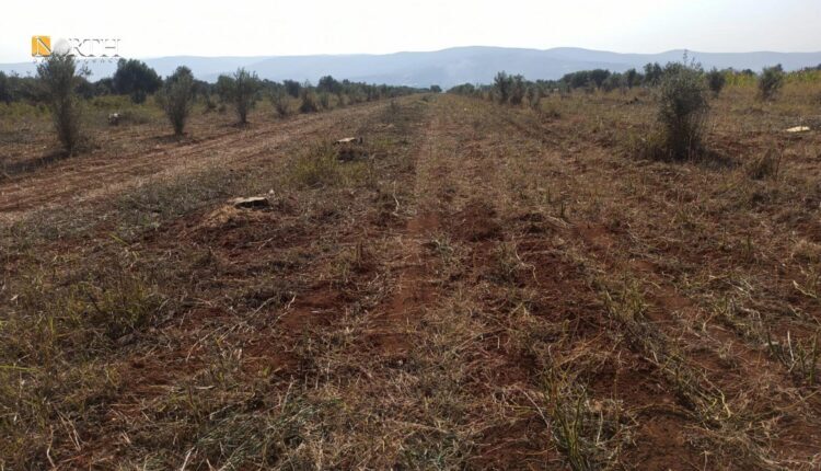 Logged trees in the countryside of Afrin north of Aleppo, northwest Syria – North Press/archive