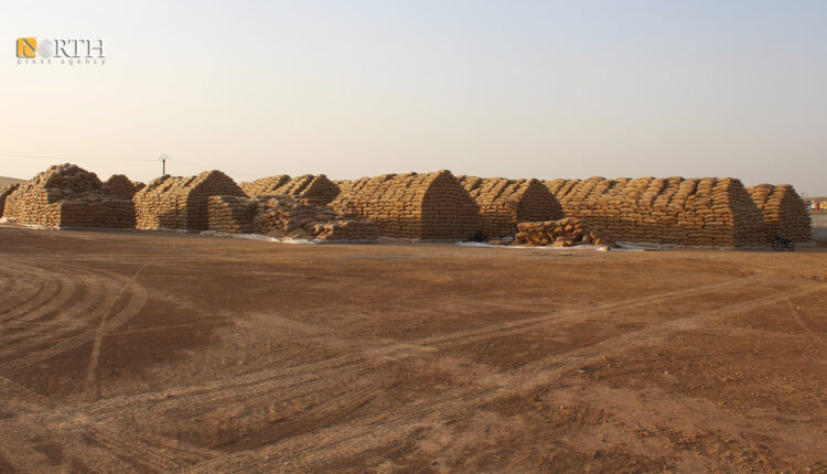 Wheat bags accumulating in Rofi silos south of Kobani, northern Syria – North Press