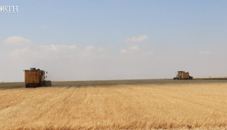 Wheat lands in Aleppo northern countryside – North Press