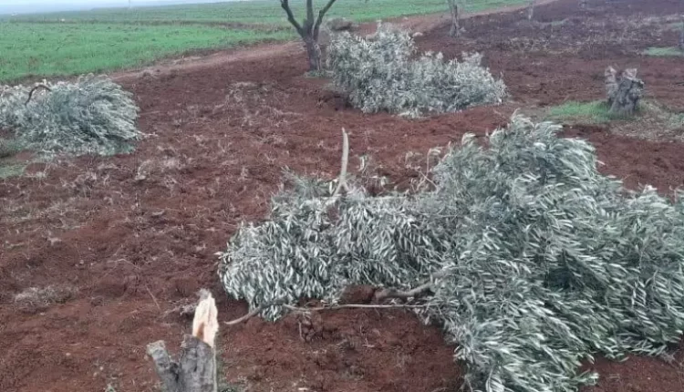 Olive trees cut by Turkish-backed SNA factions in Afrin countryside, northwestern Syria – Afrin Post