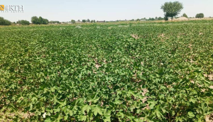 A cotton farmland in Deir ez-Zor Governorate, eastern Syria – North Press