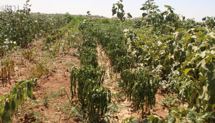 Withered summer vegetables planted near Khabur River in the town of Tel Tamr, northeast Syria – North Press