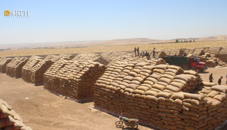 Wheat bags accumulating in Rofi silos south of Kobani, northern Syria – North Press