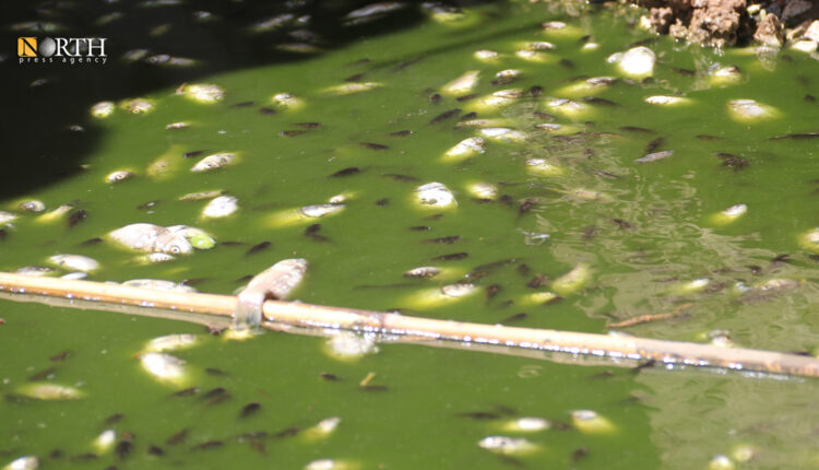 Dying fish in Khabur River at Tel Tamr in northern Hasakah, northeastern Syria – North Press