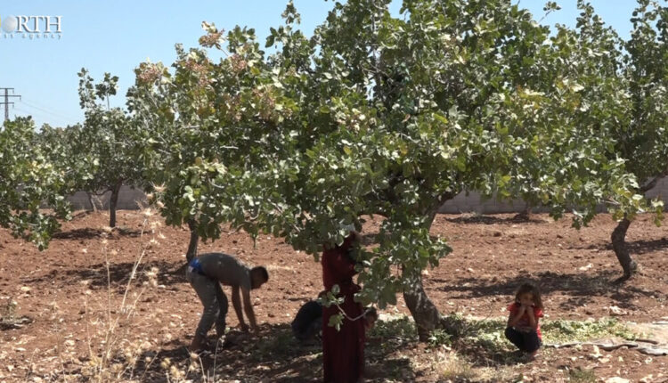 Reaping pistachio in the eastern countryside of Aleppo, northern Syria – North Press/archive