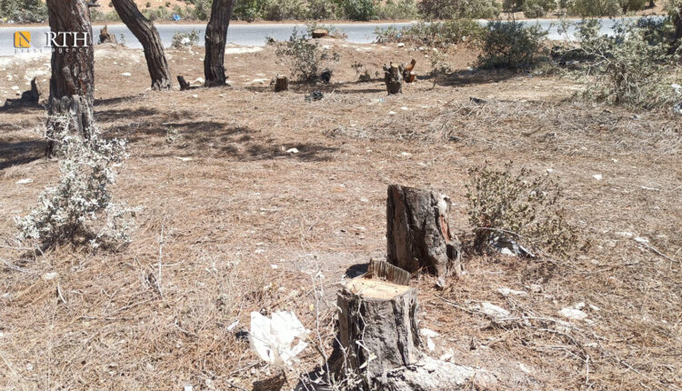 Cut down trees in the village of Kafr Safra in the countryside of Afrin, northern Syria – North Press