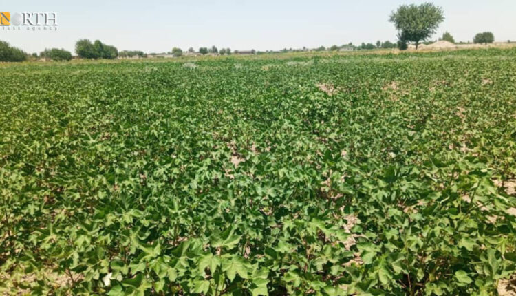 Cotton-planted farm in the eastern countryside of Deir ez-Zor Governorate, eastern Syria – North Press
