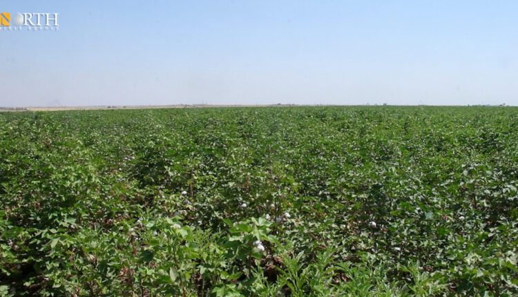 A cotton field in the countryside of Qamishli in northeast Syria – North Press