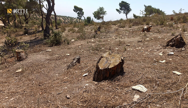 Trees cut down by the Turkish-backed factions in the forested areas of Afrin countryside, northwest Syria – North Press