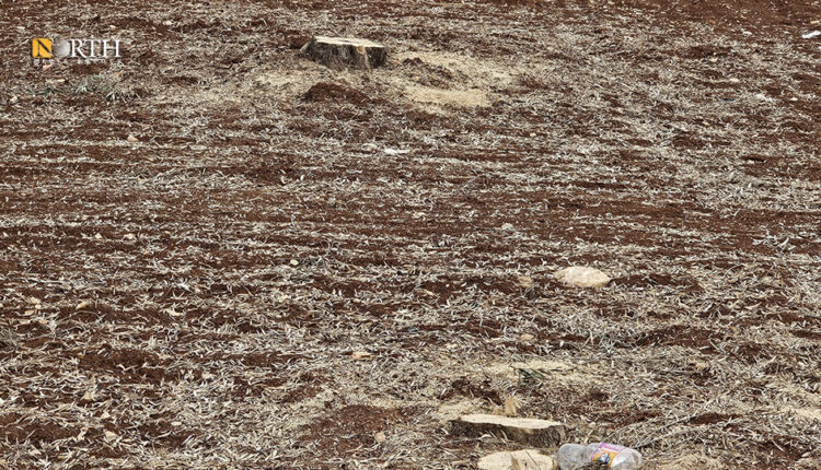 Trees cut down in the town of Sharran in the countryside of Afrin, northwestern Syria – North Press