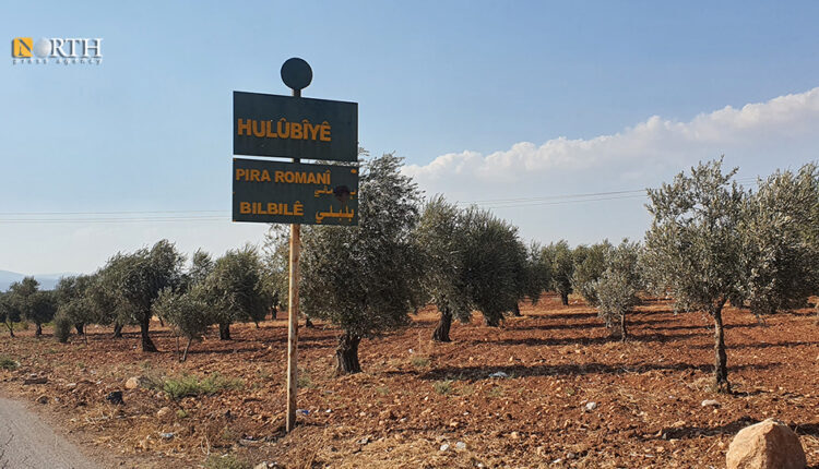 Olive trees in the town of Bulbul in Afrin countryside, northwest Syria – North Press