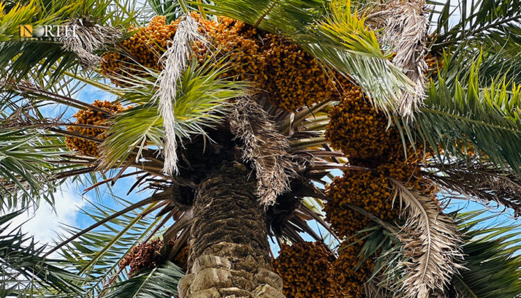 Palm trees in Deir ez-Zor Governorate, eastern Syria – North Press