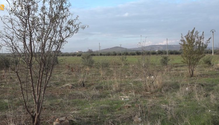 Tree-cultivated lands in Kobani, northern Syria, which approximately comprises 17,400 hectares – North Press