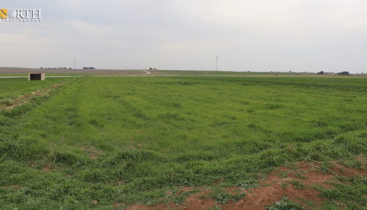 Farmlands in Hasakah Governorate, northeastern Syria – North Press