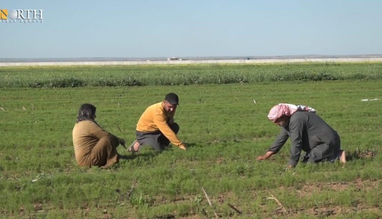 An agricultural land near the Turkish border in the countryside of Kobani in northern Syria on April 21, 2024 – North Press