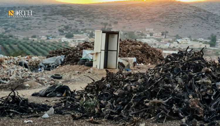 Stacks of firewood gathered by Arab settlers in Afrin, northwestern Syria, following tree-cutting, August 5, 2024 – North Press