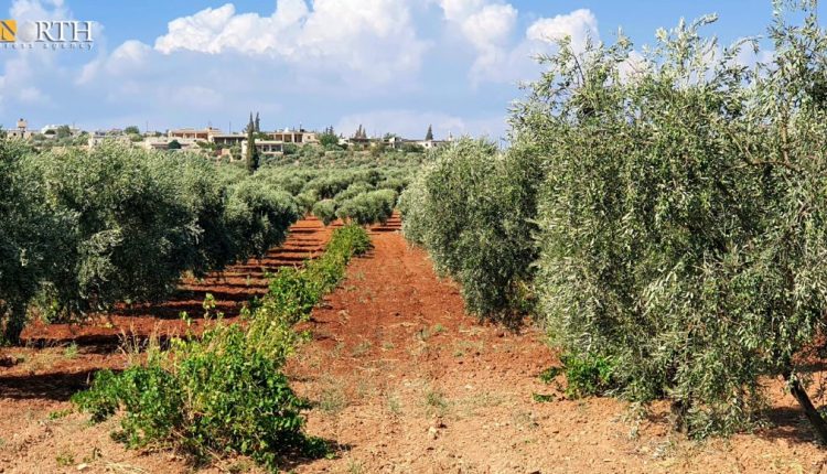 Olive trees in the countryside of the city of Afrin in Northwest Syria – North Press