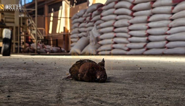 The aftermath of the Turkish targeting on Agricultural Development Company in the city of Qamishli, NE Syria, on Oct 24, 2024 – North Press