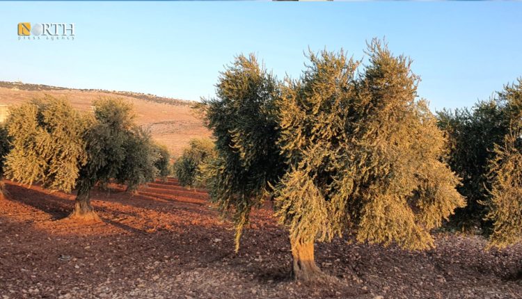 Olive trees in the countryside of Afrin in northwestern Syria – North Press