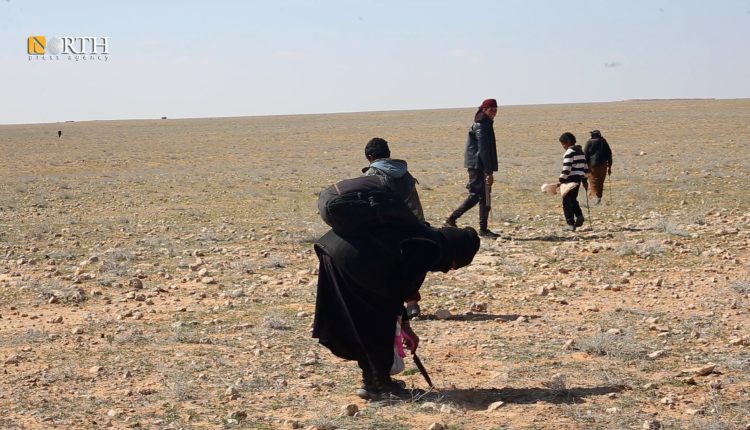 People searching for truffles in the desert of Kabajeb in the eastern countryside of Deir ez-Zor, eastern Syria – North Press