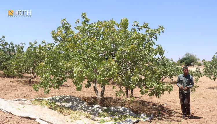 Kobani’s pistachio season declines amid climate change, trade disruptions