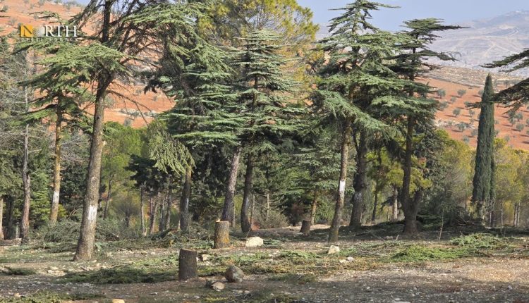 Cedar trees in Afrin region, northwestern Syria, Dec. 12, 2025 – North Press
