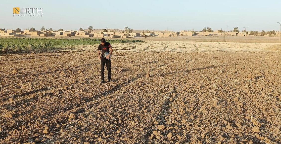 جوتیارێك له‌ گونده‌واری شه‌دادی تۆوی كونجی له‌ زه‌وییه‌كه‌یدا ده‌چێنێت -نۆرس پرێس