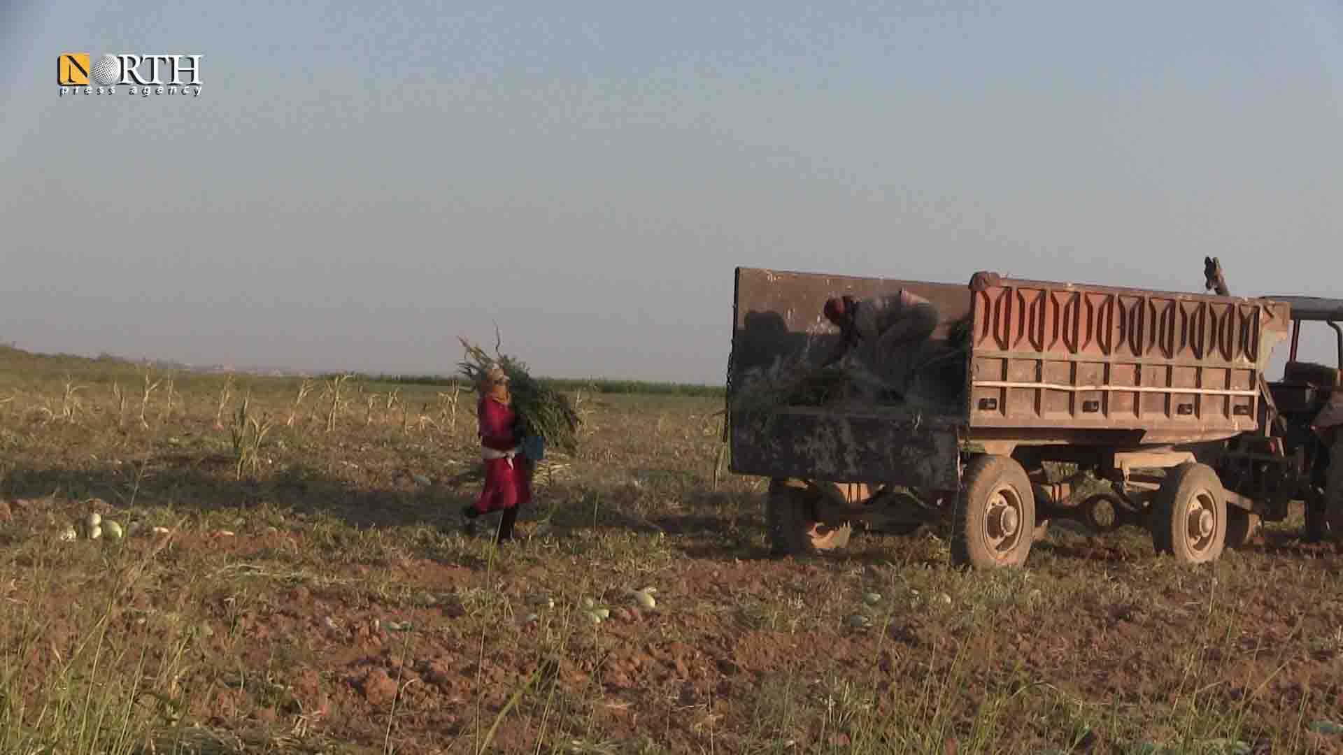 امرأتان تضعان باقات محصول السمسم في مقطورة جرار زراعي - نورث برس