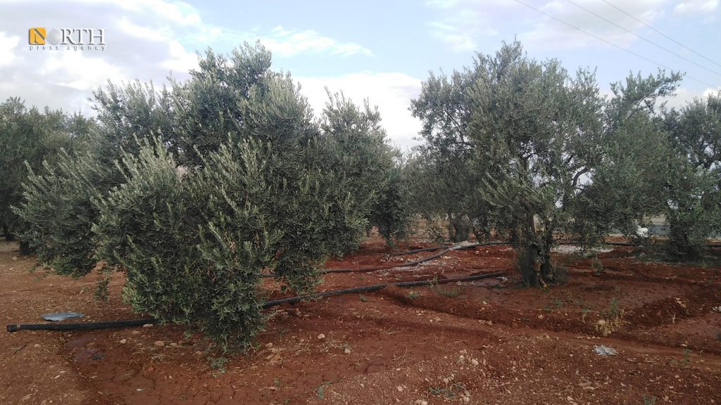 أرض مزروعة بأشجار الزيتون - نورث برس/أرشيف