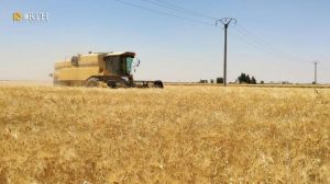 جني محصول القمح في دير حافر بريف حلب الشرقي – نورث برس/أرشيف