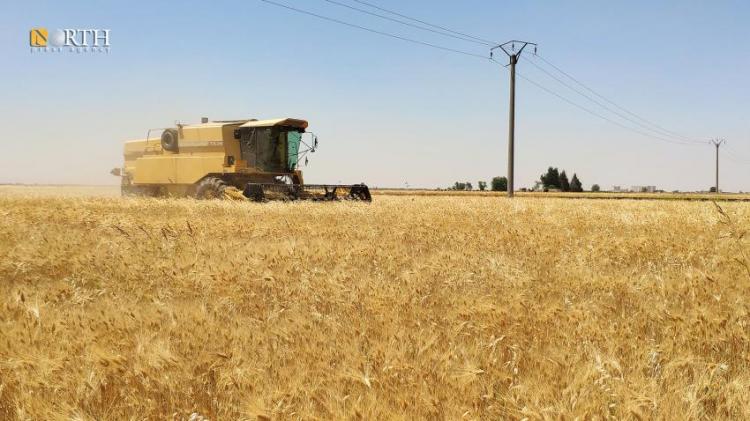 جني محصول القمح في دير حافر بريف حلب الشرقي – نورث برس/أرشيف