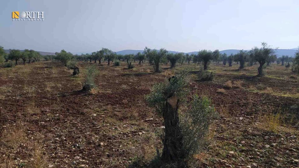 أشجار زيتون تم تحطيبها في ناحية راجو بريف عفرين- نورث برس
